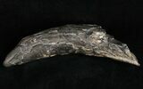 Partial Fossil Sperm Whale Tooth - South Carolina #11983-1